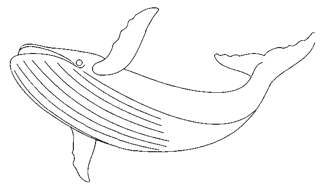 Coloriage 2 Baleines