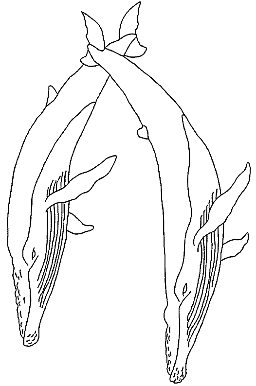 Coloriage 4 Baleines