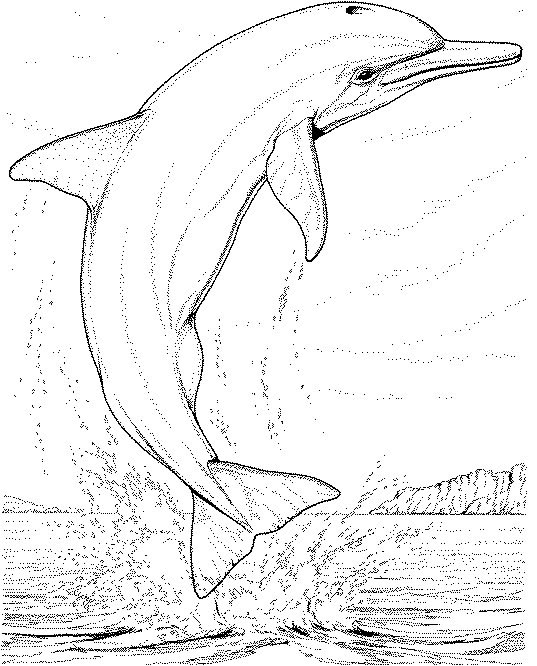 Coloriage 21 Dauphins