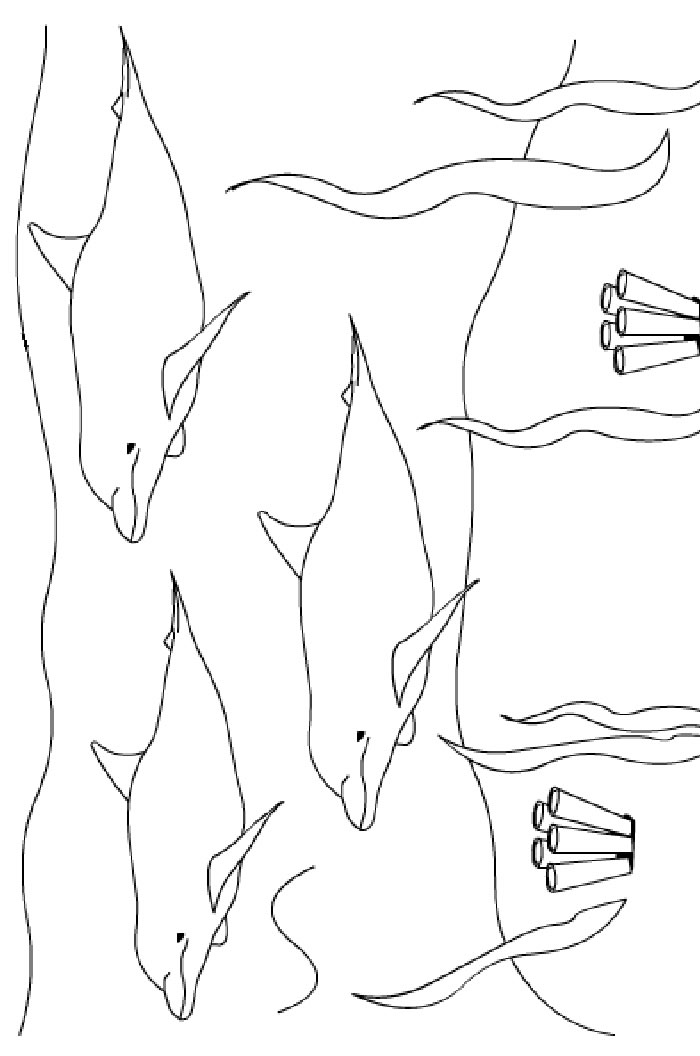 Coloriage 25 Dauphins