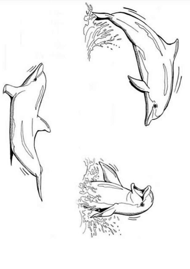 Coloriage 31 Dauphins