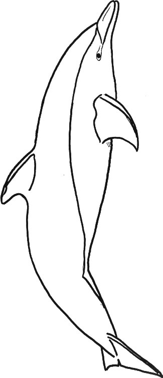 Coloriage 36 Dauphins