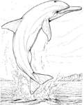 Coloriage Dauphins 21