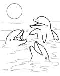 Coloriage Dauphins 29