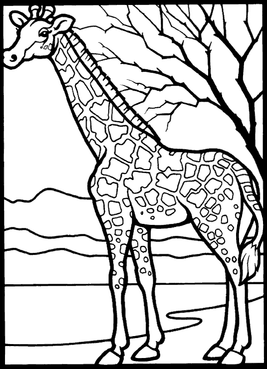 Coloriage 15 Girafes