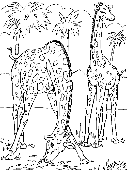 Coloriage 2 Girafes