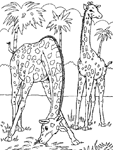 Coloriage Girafes 16