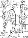 Coloriage Girafes 2