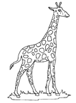 Coloriage Girafes 6