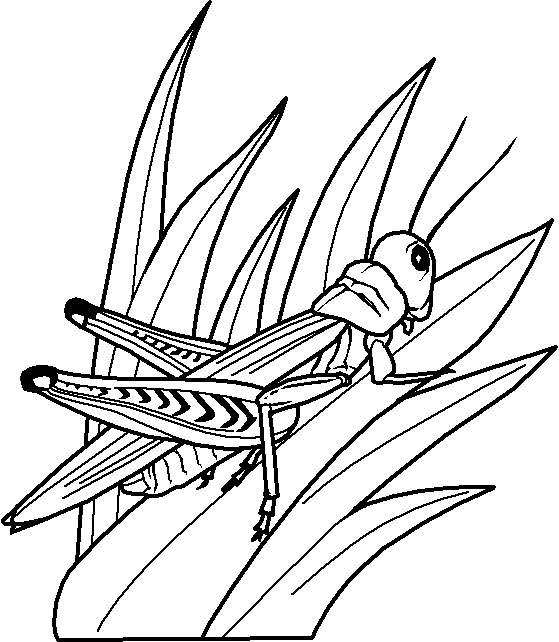 Coloriage 15 Insectes