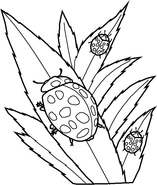 Coloriage 4 Insectes