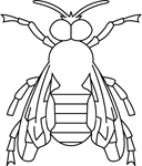 Coloriage Insectes 13