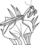 Coloriage Insectes 16