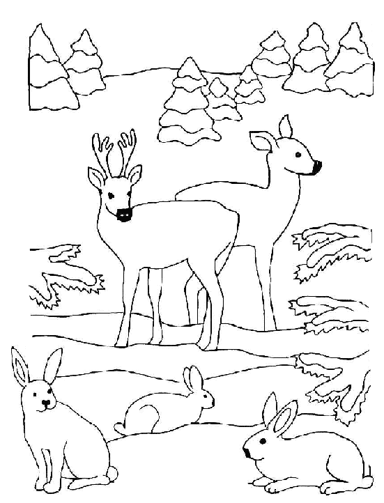 Coloriage 1 Noel animaux