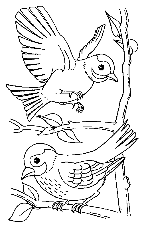 Coloriage 49 Oiseaux