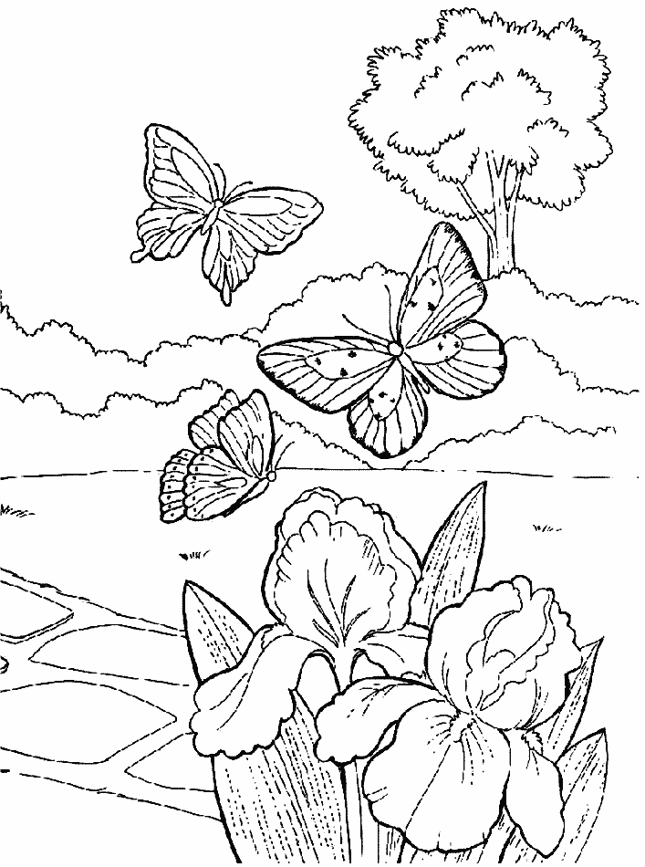 Coloriage 102 Papillons