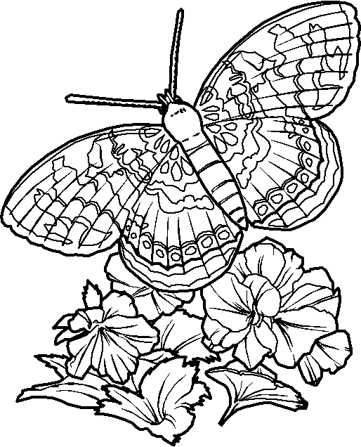 Coloriage 11 Papillons