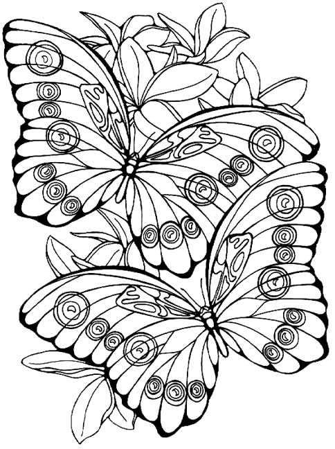 Coloriage 119 Papillons
