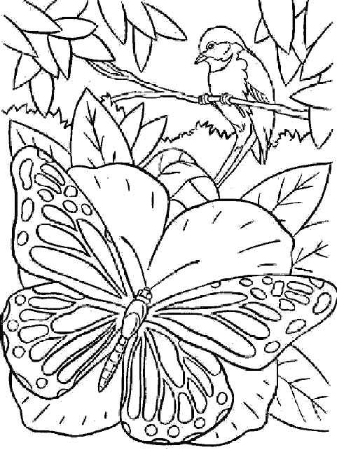 Coloriage 128 Papillons