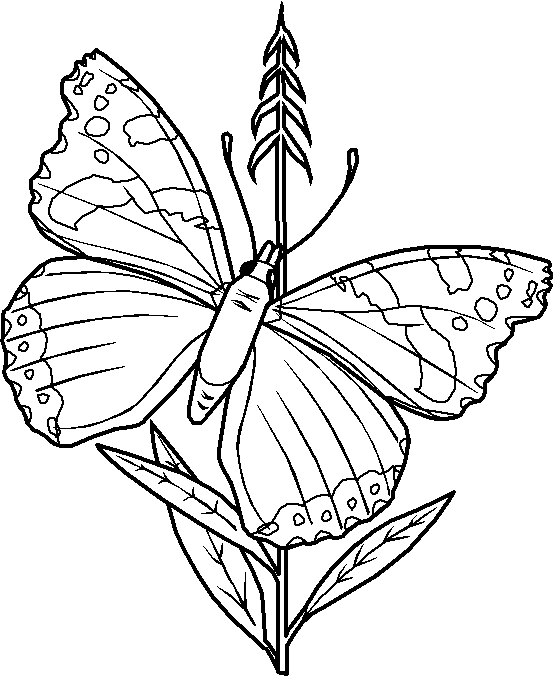 Coloriage 13 Papillons