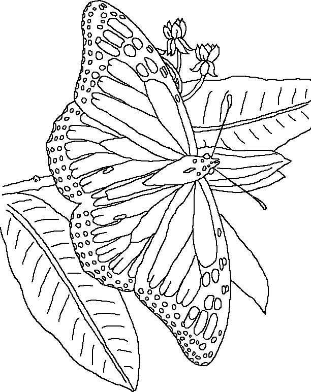 Coloriage 139 Papillons