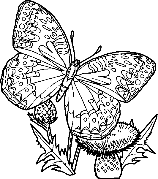 Coloriage 15 Papillons