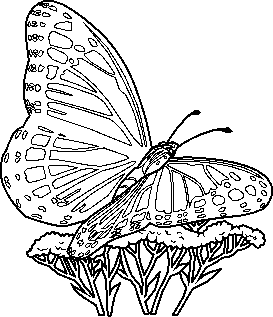 Coloriage 41 Papillons