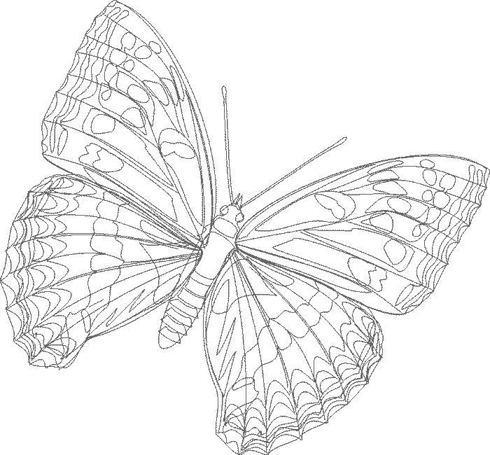 Coloriage 65 Papillons