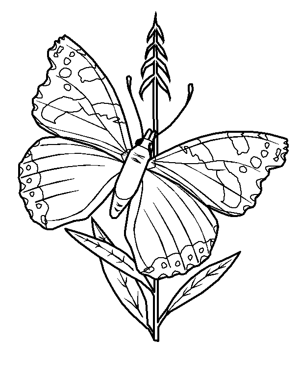 Coloriage 77 Papillons