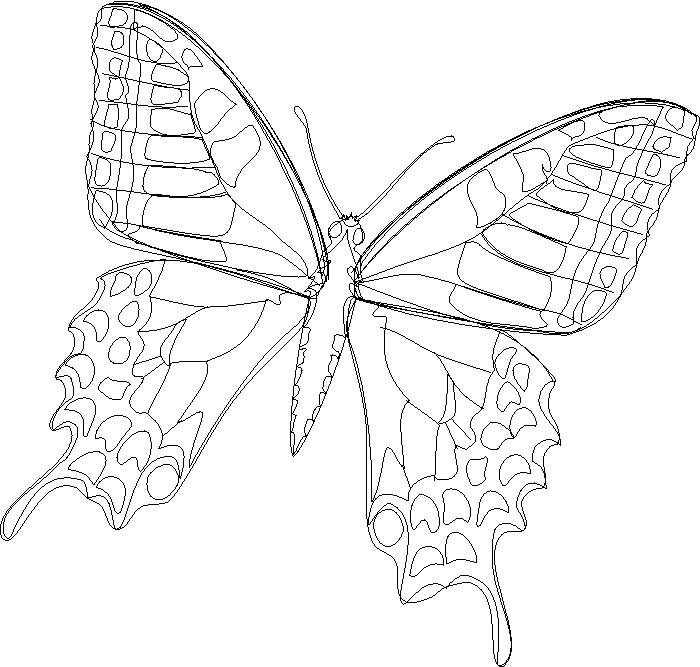 Coloriage 80 Papillons