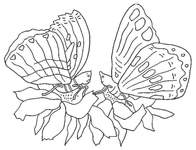 Coloriage Papillons 121