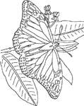 Coloriage Papillons 139
