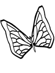 Coloriage Papillons 149