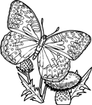 Coloriage Papillons 15