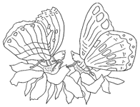 Coloriage Papillons 24