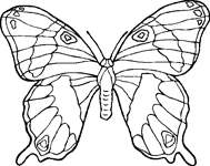 Coloriage Papillons 33