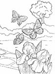 Coloriage Papillons 52