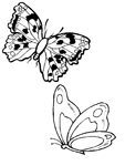 Coloriage Papillons 63