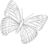 Coloriage Papillons 65