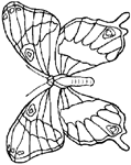 Coloriage Papillons 72
