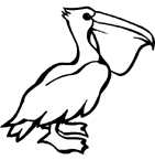 Coloriage Pelican 1