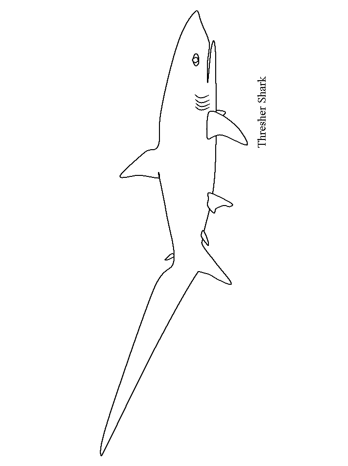 Coloriage 18 Requins