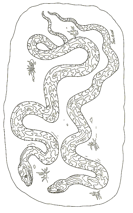 Coloriage 34 Serpents