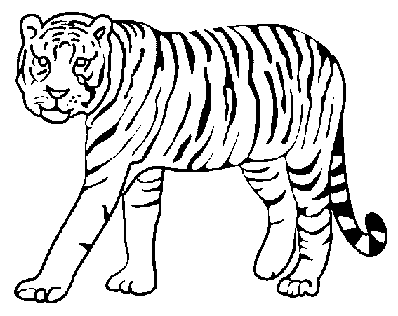 Coloriage 15 Tigres