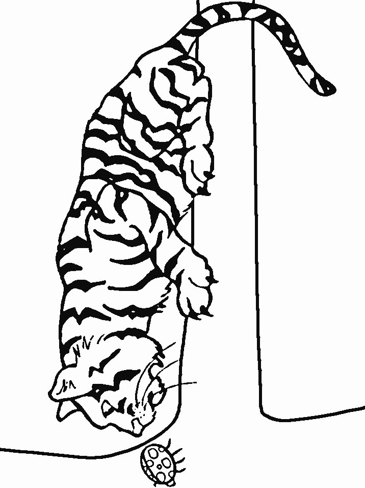 Coloriage 23 Tigres