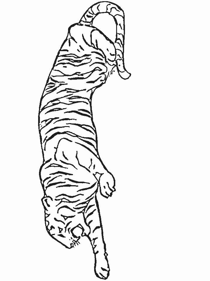 Coloriage 26 Tigres