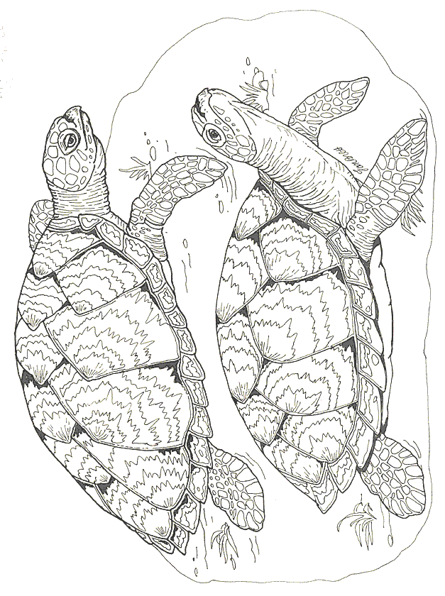 Coloriage 40 Tortues