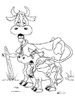 Coloriage Vaches 4