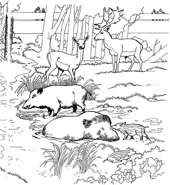 Coloriage 13 Zoo