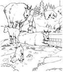Coloriage Zoo 6